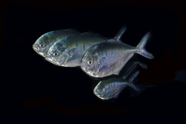 Dart, trachinotus ovatus Dart, trachinotus ovatus