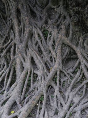 Vietnam, Hanoi, Van Mieu Tapınağı, kendini Confusius 'a adamış, 1070' te inşa edilmiş, Ağaç Kökleri