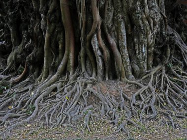 Vietnam, Hanoi, Van Mieu Tapınağı, kendini Confusius 'a adamış, 1070' te inşa edilmiş, Ağaç Kökleri