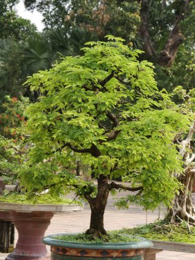 Vietnam, Thua Thien Hue Eyaleti, Hue Şehri, Unesco, Bonsai tarafından Dünya Mirası sahasında listelenmiştir.