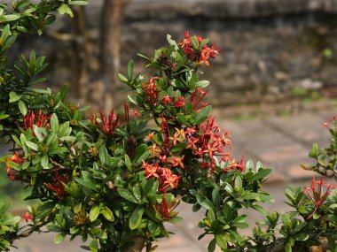 Vietnam, Thua Thien Hue Eyaleti, Hue Şehri, Unesco tarafından Dünya Mirası sahasında listelendi, Yasak Şehir 'de Blooming Bonsai ya da İmparatorluk Şehri' nin kalbinde Purple City