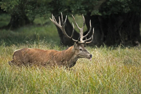 Red Deer Cervus Elaphus Олень Швеция — стоковое фото