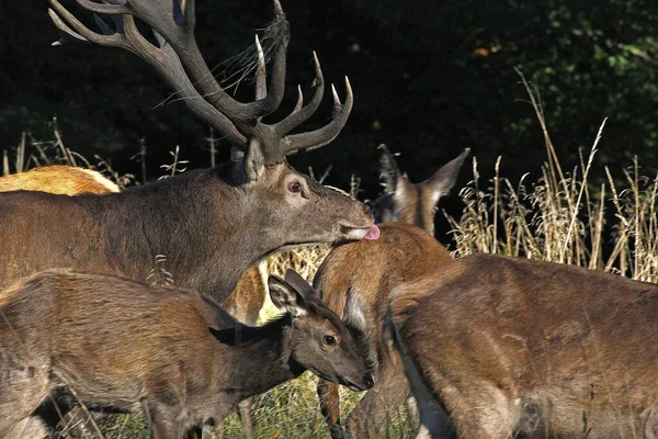 Red Deer Cervus Elaphus Stag Females Sweden — 스톡 사진