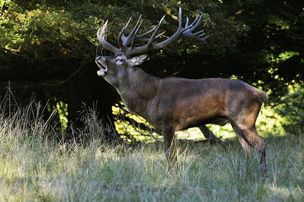 Red Deer Cervus Elaphus Jelení Řev Během Sezóny Rutting Švédsko — Stock fotografie