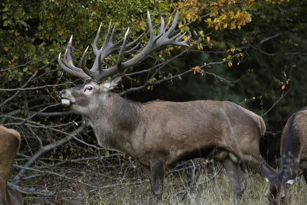 Red Deer Cervus Elaphus Stag Sweden — Stock Photo, Image