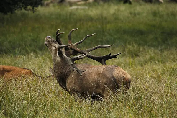 Red Deer Cervus Elaphus Stag Roaring Tijdens Het Rutting Seizoen — Stockfoto