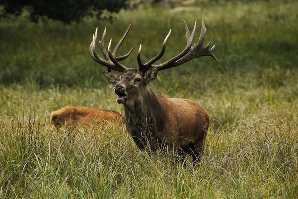 赤い鹿 上腕二頭筋 げっ歯類げっ歯類 スウェーデン — ストック写真
