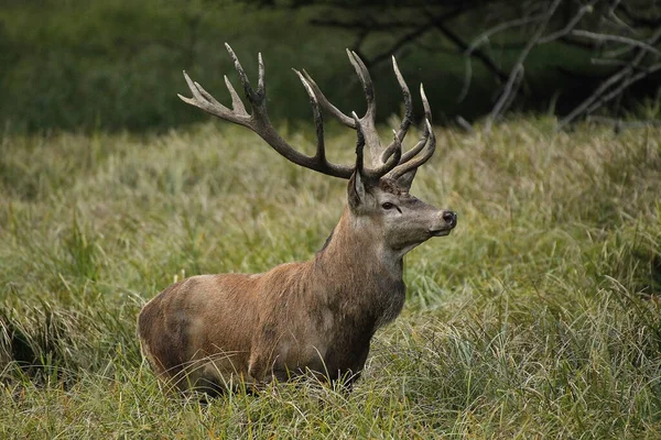Red Deer Cervus Elaphus Stag スウェーデン — ストック写真