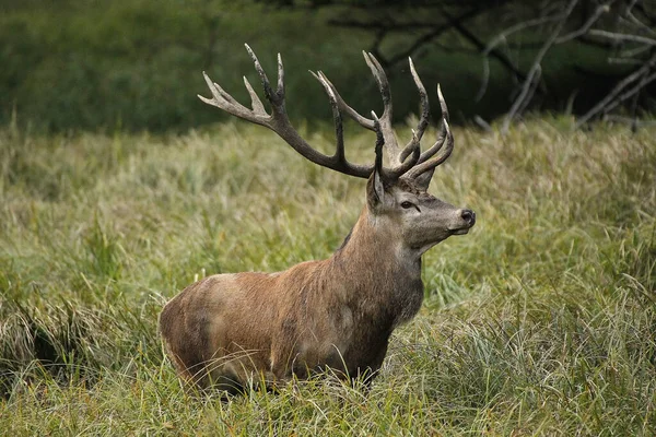 Red Deer Cervus Elaphus Олень Швеция — стоковое фото