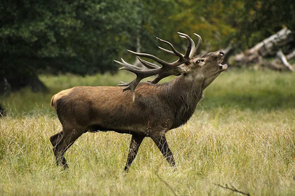 Red Deer Cervus Elaphus Jelení Řev Během Sezóny Rutting Švédsko — Stock fotografie