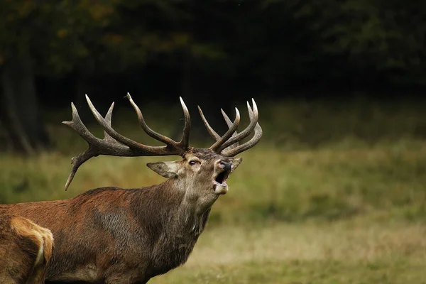 Red Deer Cervus Elaphus Stag Roaring Selama Musim Rutting Swedia — Stok Foto