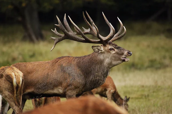 Red Deer Cervus Elaphus Stag Oraring Során Rutting Szezonban Svédország — Stock Fotó