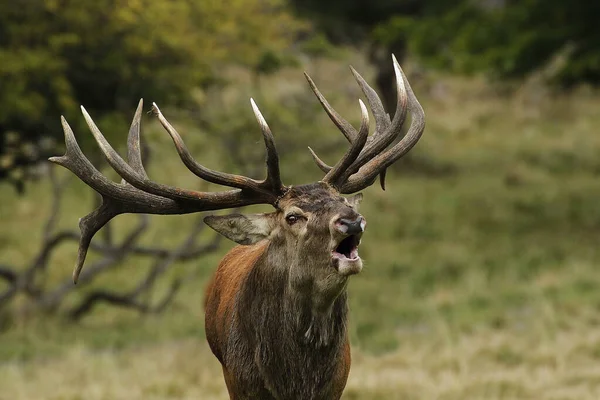 赤い鹿 上腕二頭筋 げっ歯類げっ歯類 スウェーデン — ストック写真