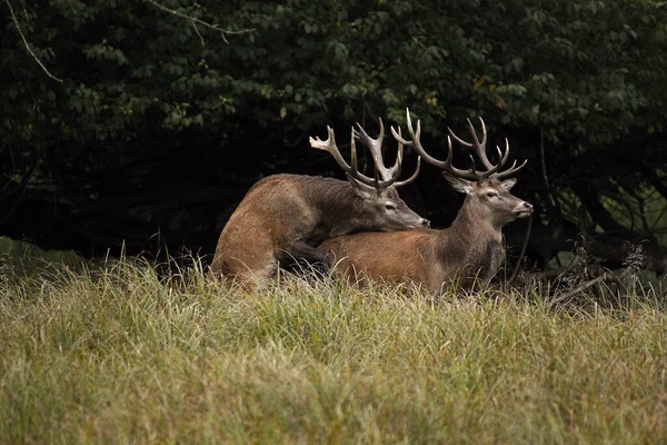 Red Deer Cervus Elaphus Stags False Mating Sweden — стокове фото