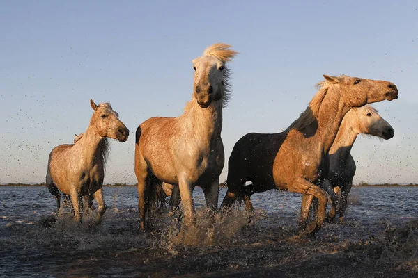 Camargue Horse Herd Swamp Święci Maria Mer Południowej Francji — Zdjęcie stockowe