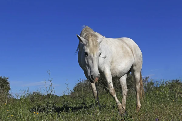 フランス南部のサン マリー メールの牧草地に立つカマルグ馬 — ストック写真