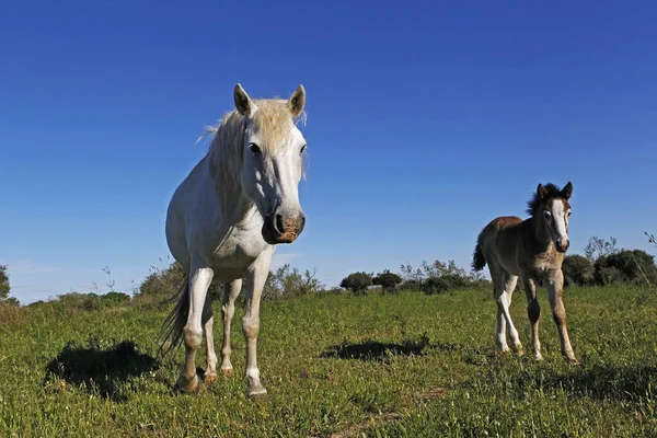 Camargue Paard Merrie Veulen Staan Meadow Saintes Marie Mer Het — Stockfoto