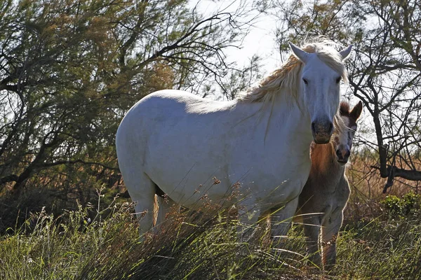 Camargue Paard Merrie Veulen Staan Meadow Saintes Marie Mer Het — Stockfoto