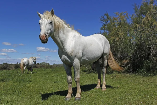 Camargue Häst Stående Meadow Saintes Marie Mer Södra Frankrike — Stockfoto