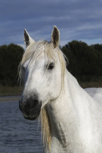 Camargue Horse Portrait Adult Saintes Marie Mer South France — 스톡 사진
