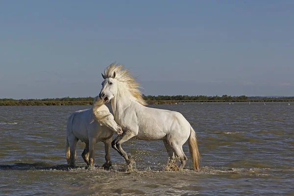 Cavalo Camargue Garanhões Lutando Pântano Saintes Marie Mer Camargue Sul — Fotografia de Stock