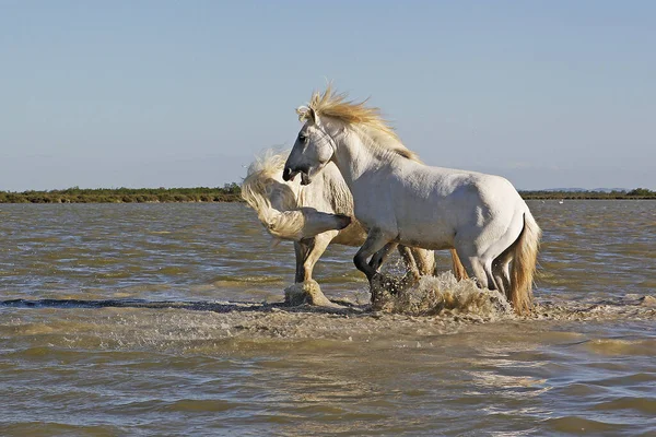 Cavallo Camargue Stalloni Che Combattono Nella Palude Saintes Marie Mer — Foto Stock