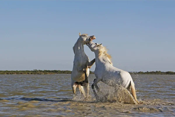 Cavalo Camargue Garanhões Lutando Pântano Saintes Marie Mer Camargue Sul — Fotografia de Stock