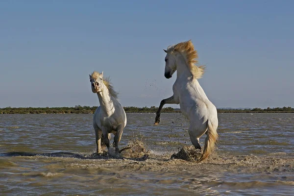 Camargue Atı Stallions Swamp Savaşıyor Saintes Marie Mer Camargue Güney — Stok fotoğraf