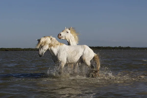 Camargue Horse Stallions Fighting Swamp Saintes Marie Mer Camargue South — Stock Photo, Image