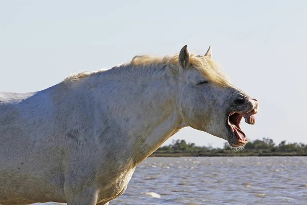 Cavallo Camargue Stallone Piedi Nella Palude Sbadigliare Saintes Marie Mer — Foto Stock