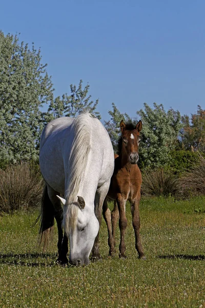 Camargue Horse Mare Foal Standing Meadow Saintes Marie Mer South — Stock Photo, Image
