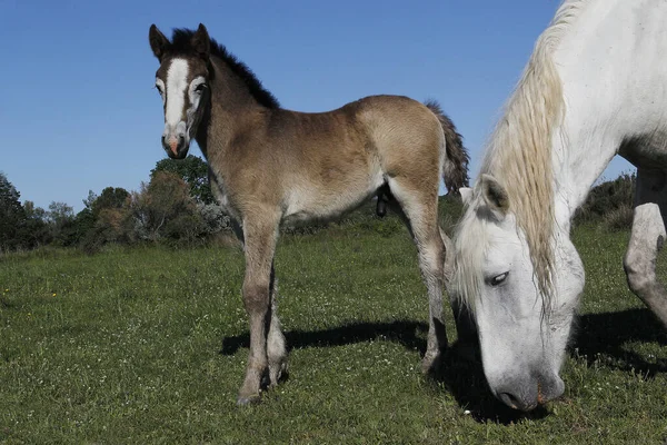 Camargue Horse Mare Foal Standing Meadow Saintes Marie Mer South — Stock Photo, Image