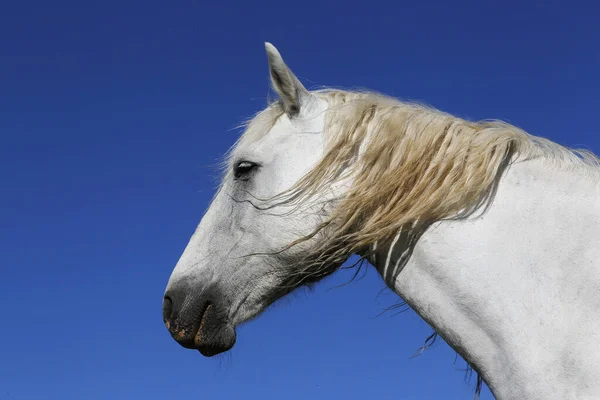 Cavalo Camargue Retrato Adulto Saintes Marie Mer Sul França — Fotografia de Stock