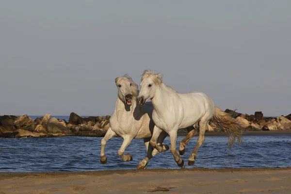 Camargue Horse Galopando Playa Saintes Marie Mer Camargue Sur Francia — Foto de Stock