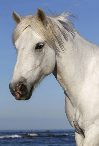 Camargue Horse Porträtt Vuxen Saintes Marie Mer Södra Frankrike — Stockfoto