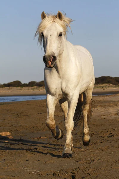 Camargue Horse Trotting Beach Saintes Marie Mer Camargue Zuid Frankrijk — Stockfoto