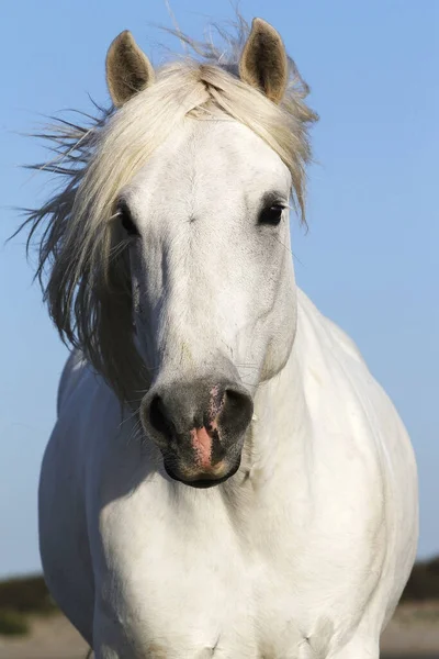 Camargue Pferd Porträt Eines Erwachsenen Saintes Marie Mer Südfrankreich — Stockfoto