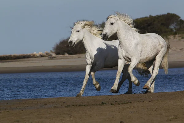 Camargue Horse Galopando Playa Saintes Marie Mer Camargue Sur Francia — Foto de Stock