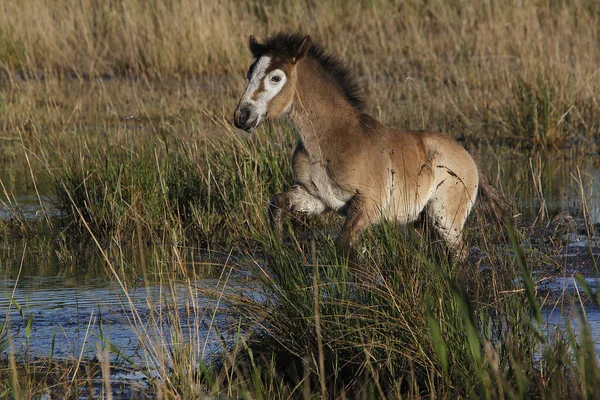 Camargue Horse Foal Standing Swamp Saintes Marie Mer South France — Stock Photo, Image