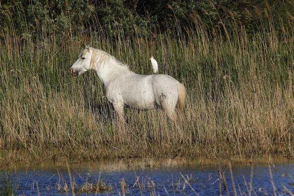 Cavallo Camargue Piedi Nella Palude Bovini Egret Sul Retro Bubulcus — Foto Stock