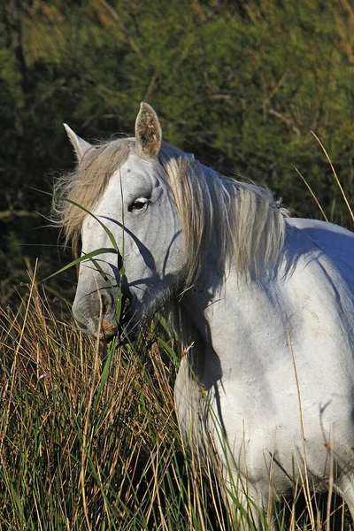 Camarg Horse Stending Swamp Eating Grass Saintes Marie Mer South — ストック写真