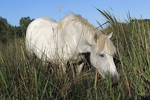 Camarg Horse Stending Swamp Eating Grass Saintes Marie Mer South — ストック写真