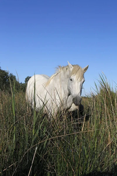 stock image Camargue Horse, Standing in Swamp, Saintes Marie de la Mer in The South of France