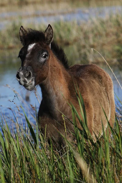 Camargue Horse Foal Στέκεται Στο Swamp Saintes Marie Mer Στη — Φωτογραφία Αρχείου