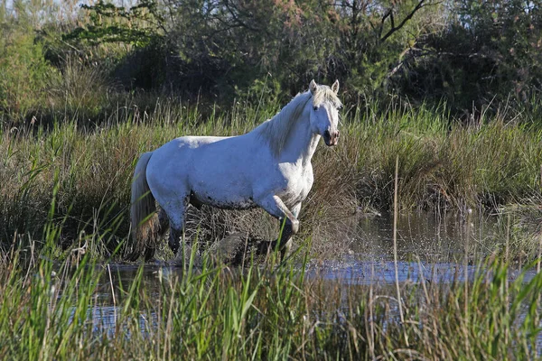 Camargue Horse Hengst Standing Swamp Saintes Marie Mer Zuid Frankrijk — Stockfoto
