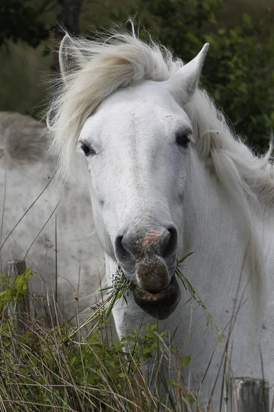 Camargue Horse Porträtt Vuxenätande Gräs Saintes Marie Mer Södra Frankrike — Stockfoto