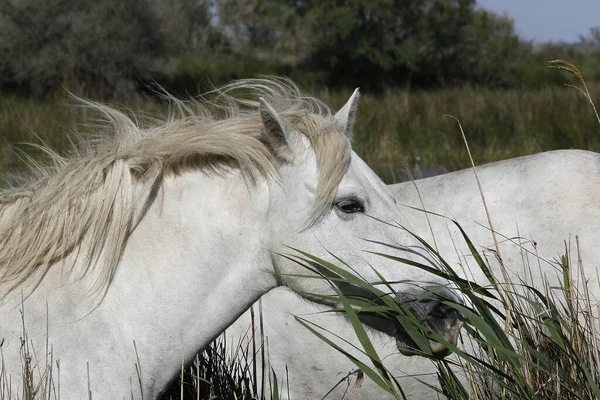 Camargue Horse Portret Van Volwassen Etend Gras Saintes Marie Mer — Stockfoto