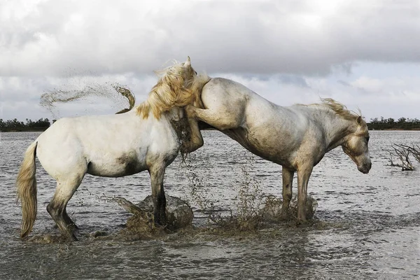 Camargue Horse Stallions Fighting Swamp Saintes Marie Mer Camargue South — Stock fotografie