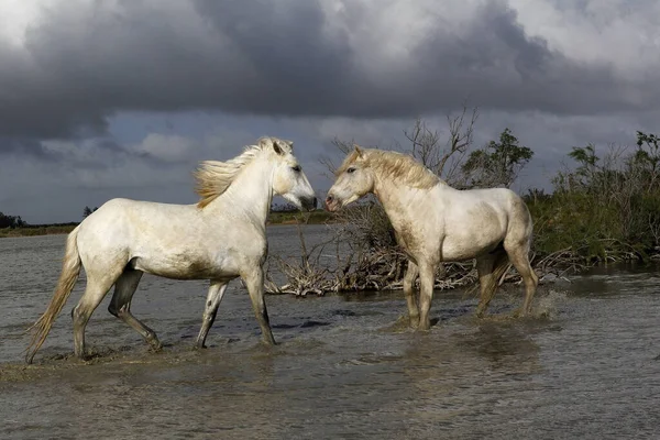 Camargue Horse Stallions Fighting Swamp Saintes Marie Mer Camargue South — Stock Photo, Image