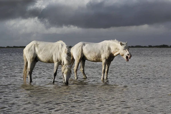 Camargue Horses Standing Swamp Yawning Saintes Marie Mer South France — Stock Photo, Image